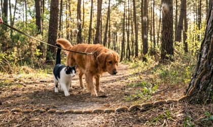 Danger chenilles processionnaires !