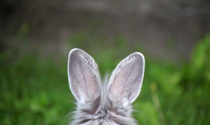 Les affections auriculaires chez le lapin