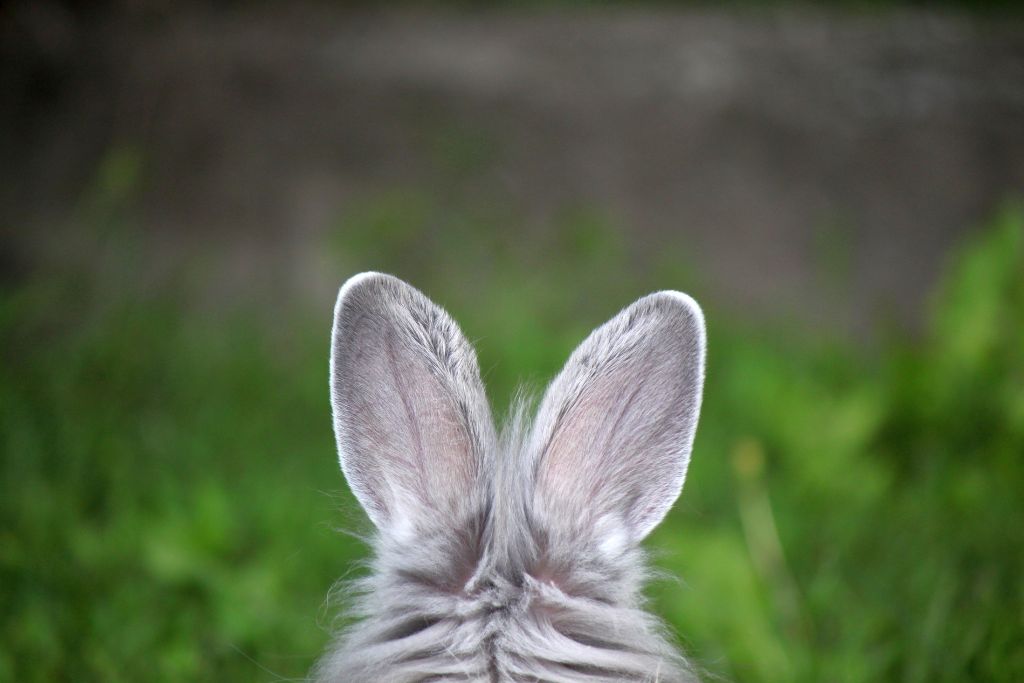 Les affections auriculaires chez le lapin