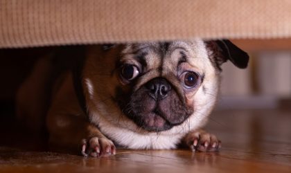 Chien et orage : Comprendre et apaiser l'anxiété