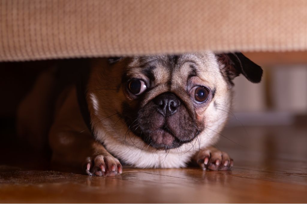 Chien et orage : Comprendre et apaiser l'anxiété