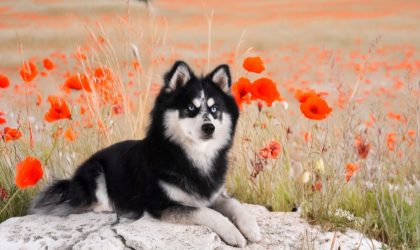 Chien de race Pomsky adulte
