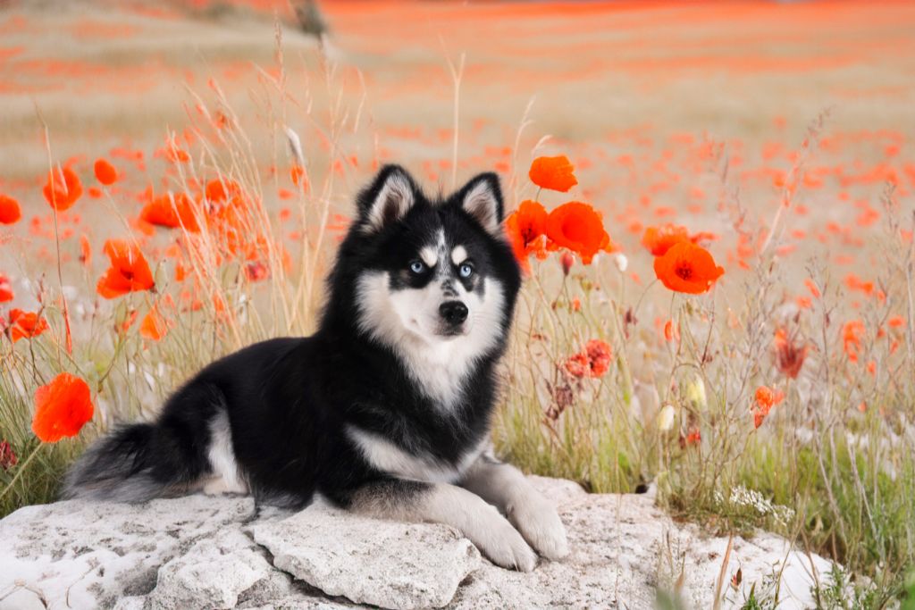 Chien de race Pomsky adulte
