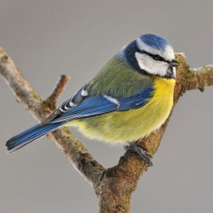 mésange