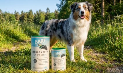 Tout savoir sur la poudre de moule verte pour chien