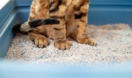 Litière pour chat