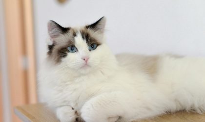 Tout savoir sur la santé du chat Ragdoll