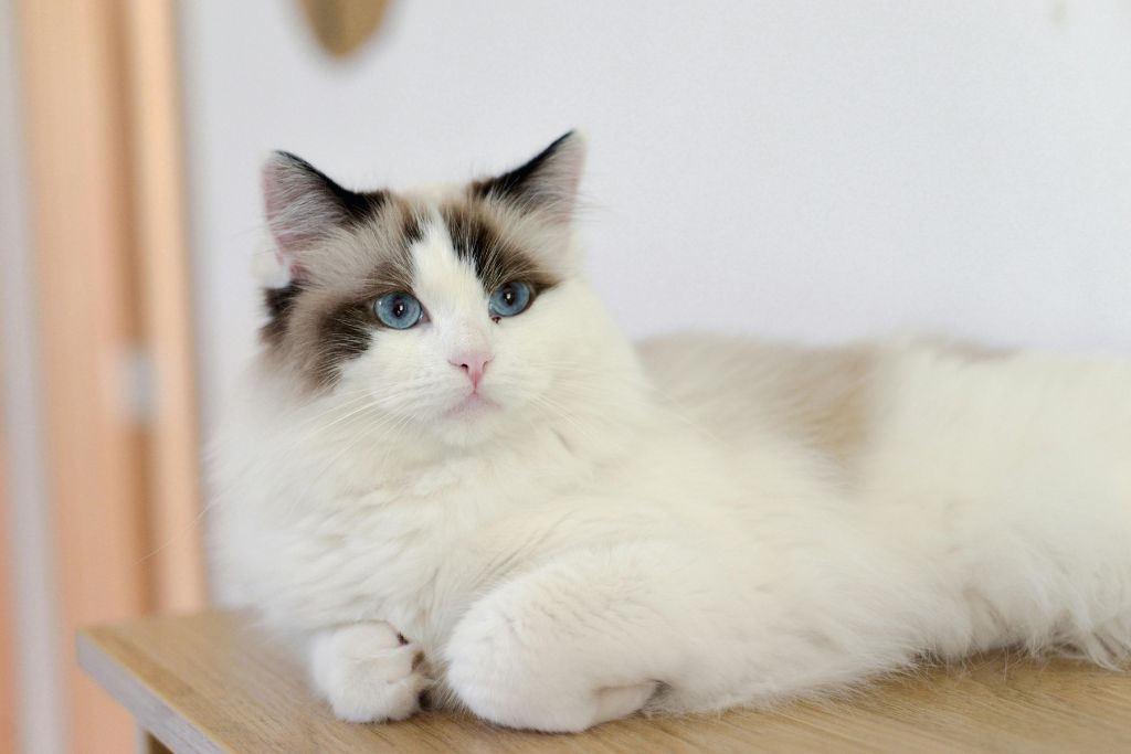 Tout savoir sur la santé du chat Ragdoll