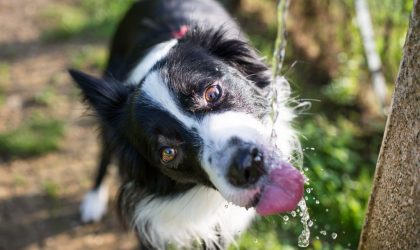 coup-de-chaleur-chien