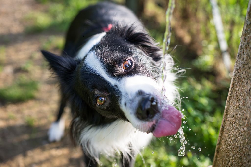 coup-de-chaleur-chien