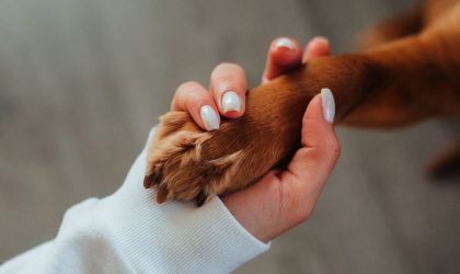 Le stress du maître influe sur le chien