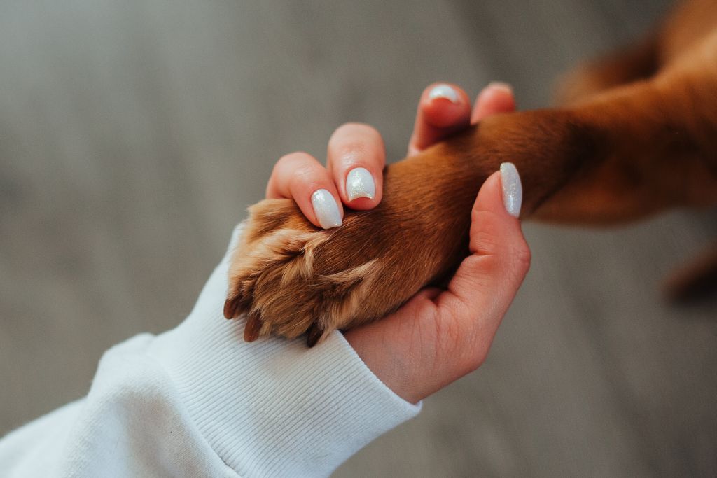 Le stress du maître influe sur le chien