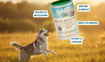 Griffe du Diable pour Chien Grau