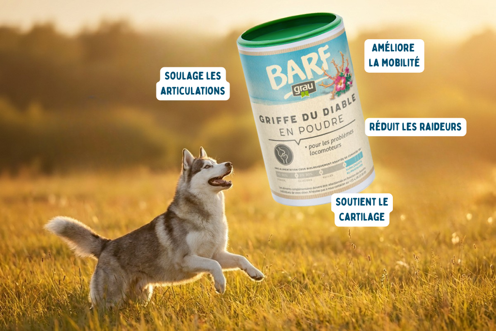 Griffe du Diable pour Chien Grau
