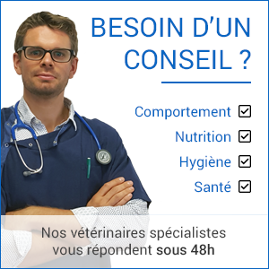 Besoin d'un conseil ? Nos vétérinaires spécialistes vous répondent sous 48h