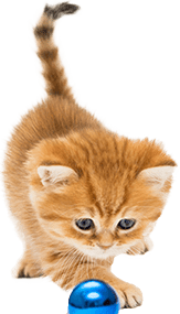 Accessoires pour chat Accessoires pour chat