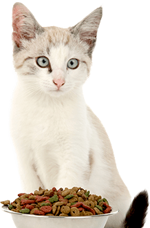 Alimentation pour chat Alimentation pour chat