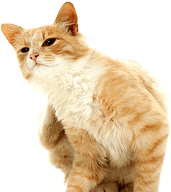 Antiparasitaires pour chat Antiparasitaires pour chat