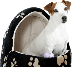 Nos accessoires pour chien Nos accessoires pour chien