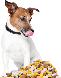 Alimentation pour chien Alimentation pour chien