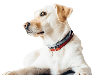 Nos antiparasitaires pour chien Nos antiparasitaires pour chien
