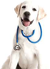 Santé & Hygiène pour chien
