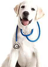 Santé & Hygiène pour chien Santé & Hygiène pour chien