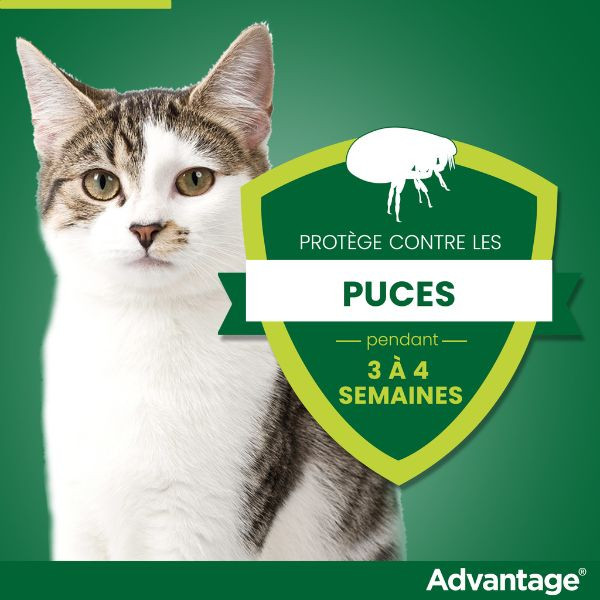 Advantage Anti-puces pour Chat (<4 kg)