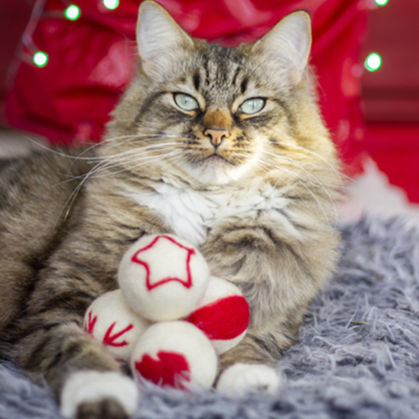 Coffret 4 balles pour chat (Materiel)