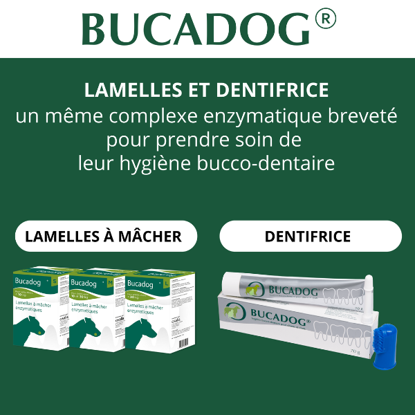 Bucadog Dentifrice