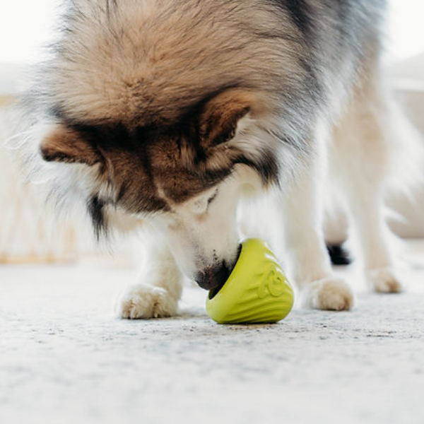 Benebone Bounce Cone