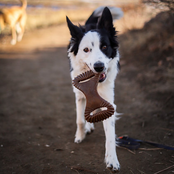 Benebone Dental Chew au Bacon