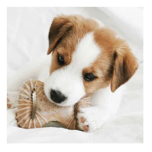 Benebone Puppy Pack Wishbone au Bacon