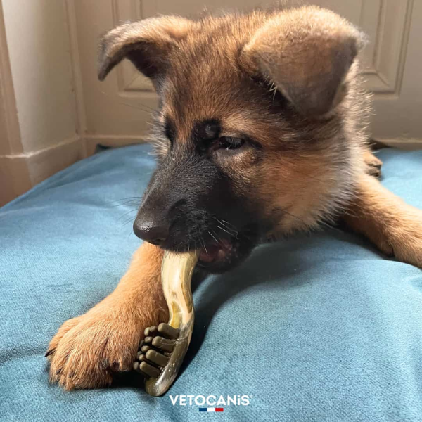 Friandises Anti Tarte Pour Chien 