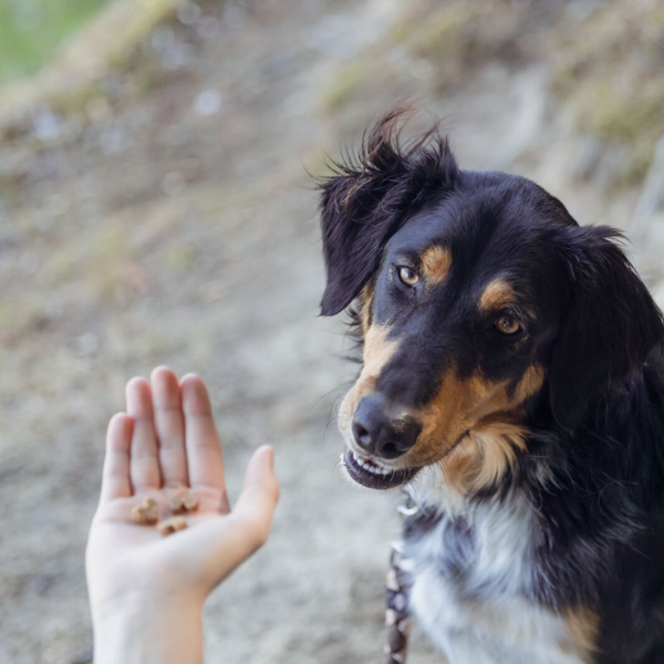Trixie Insect Hearts - 80 g