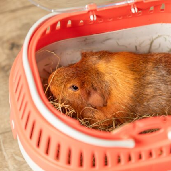 Trixie Box de transport Pico pour Rongeur 