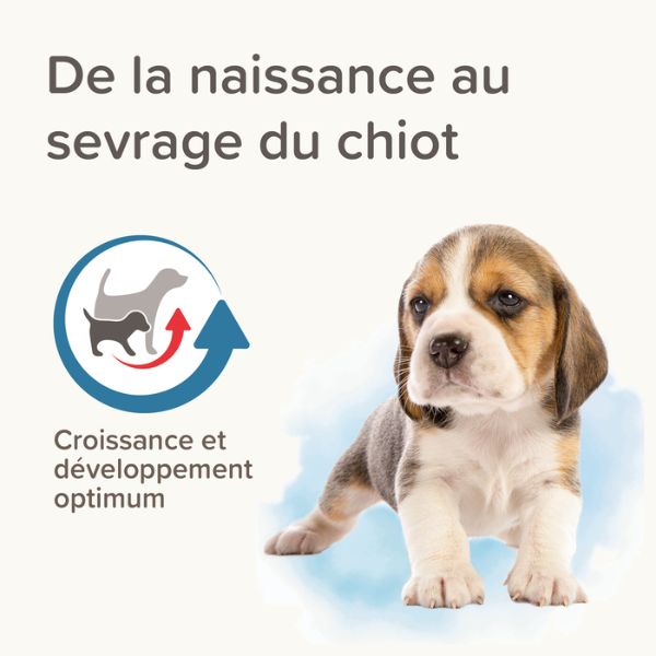 Beaphar Lactol Lait Maternisé pour Chiot - 500 gr