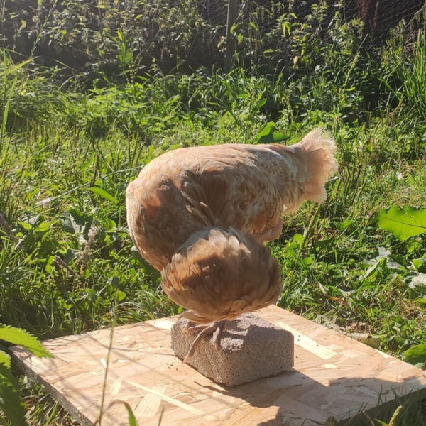 Magalli Bloc à Picorer - 1 kg