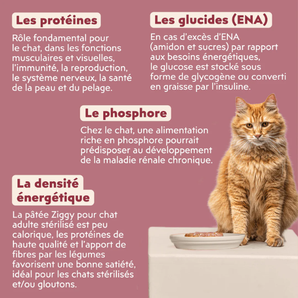 Ziggy Pâtée Chat Senior - 4 x 100 g