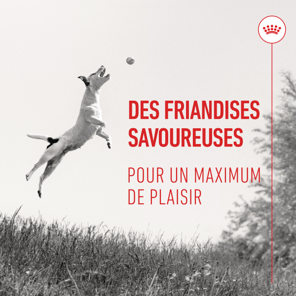 Royal Canin Training Treats - 110 g