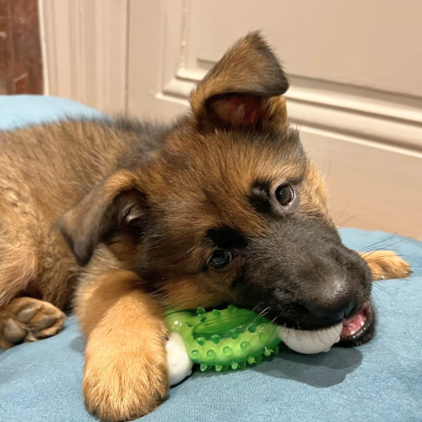 Os Dentaire Bi Matière