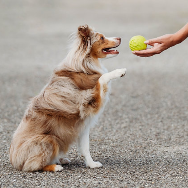 Benebone Bounce Ball