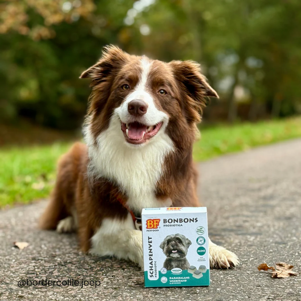 BF Petfood Probiotique Digestion pour Chien - 265 g