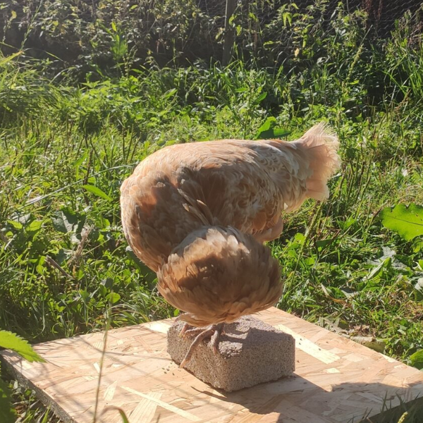 Magalli Bloc à Picorer 