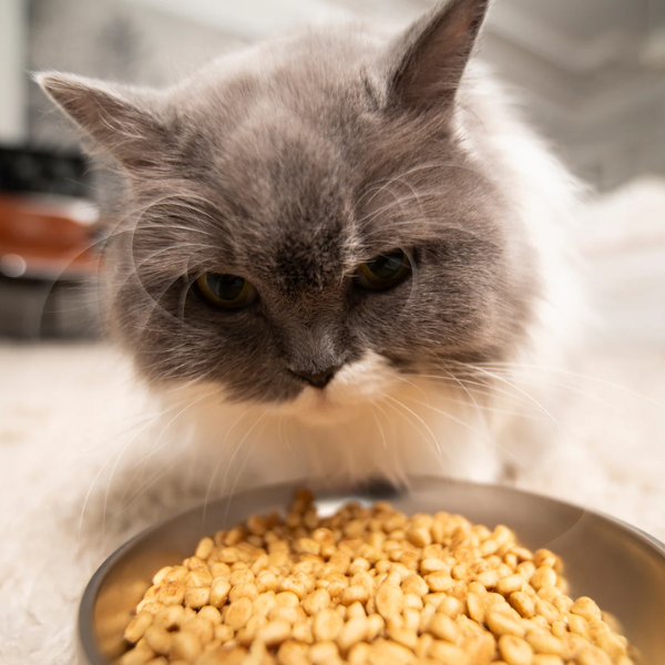 Bandit Distributeur de Croquettes Intelligent 