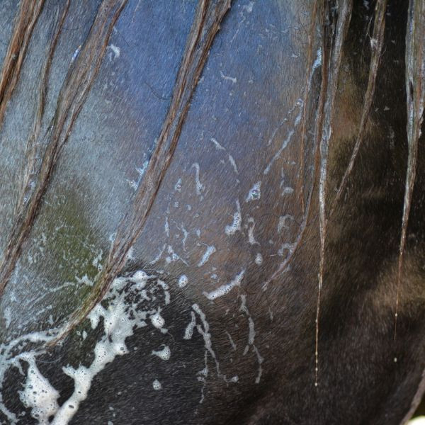 Ravene Easy Shine Grey Shampooing - 500 ml