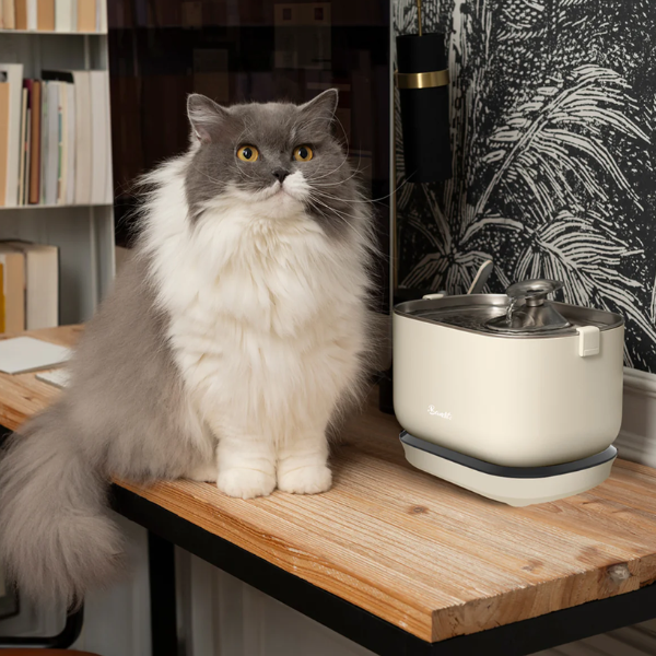 Bandit Fontaine à Eau sans Fil