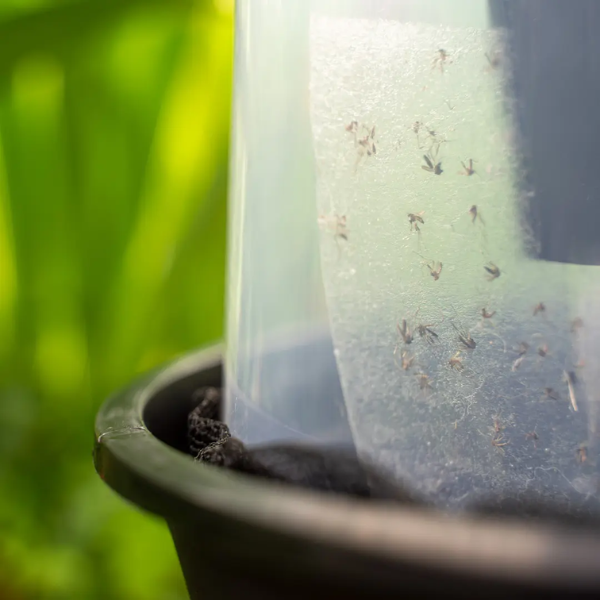 Biogents Piège d'Extérieur BG-GAT - Lot de 2