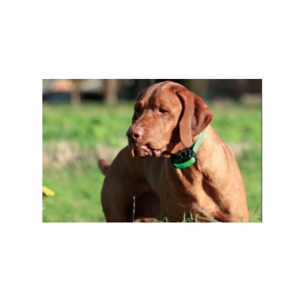 SportDOG SDR-AX-E - Collier Supplémentaire