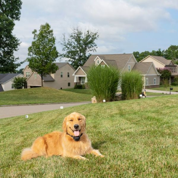 PetSafe PIF45-13479 - Clôture Anti-Fugue Stay&Play Sans Fil pour Chien